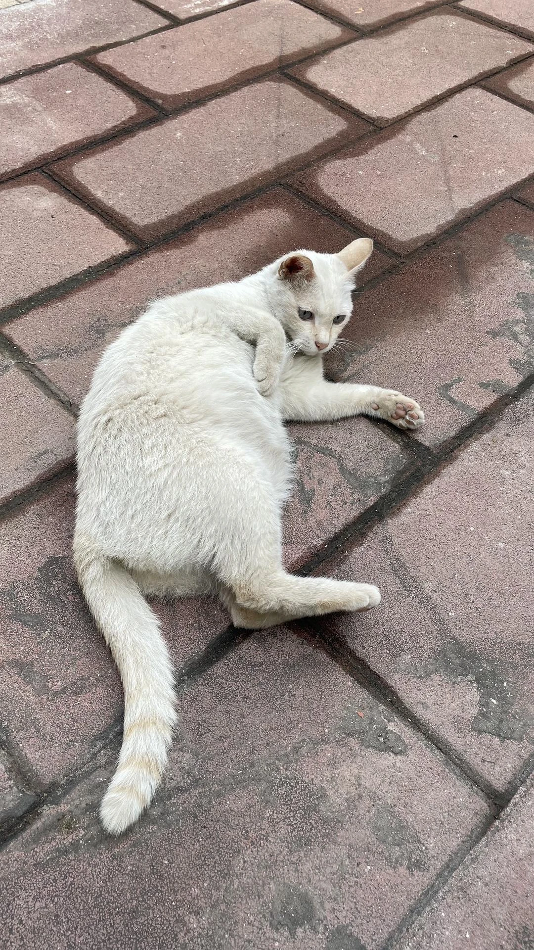 调皮的白猫和呆萌的小猫 - 图2
