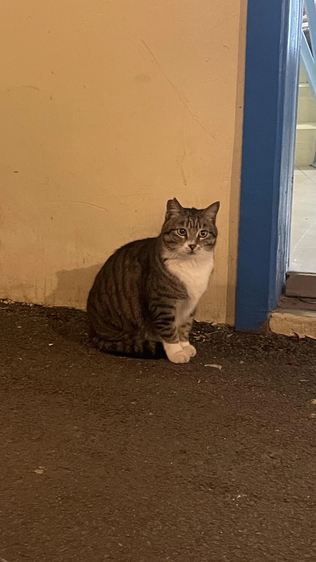 调皮的白猫和呆萌的小猫 - 图3