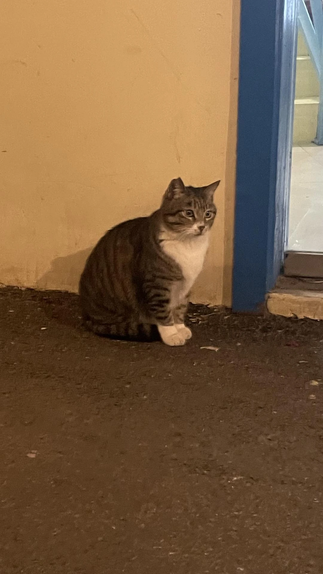 调皮的白猫和呆萌的小猫 - 图4