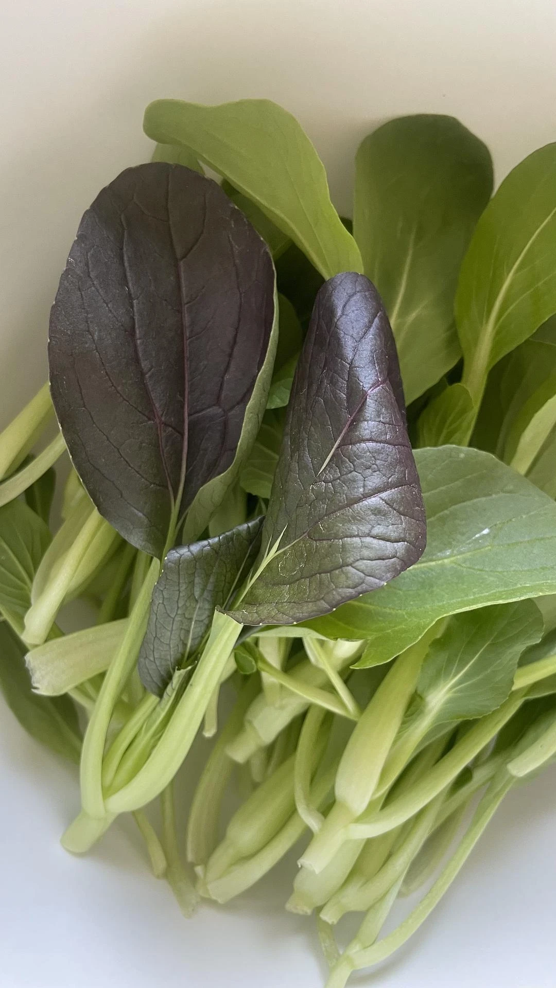 这颗鸡毛菜黑化了 - 图1