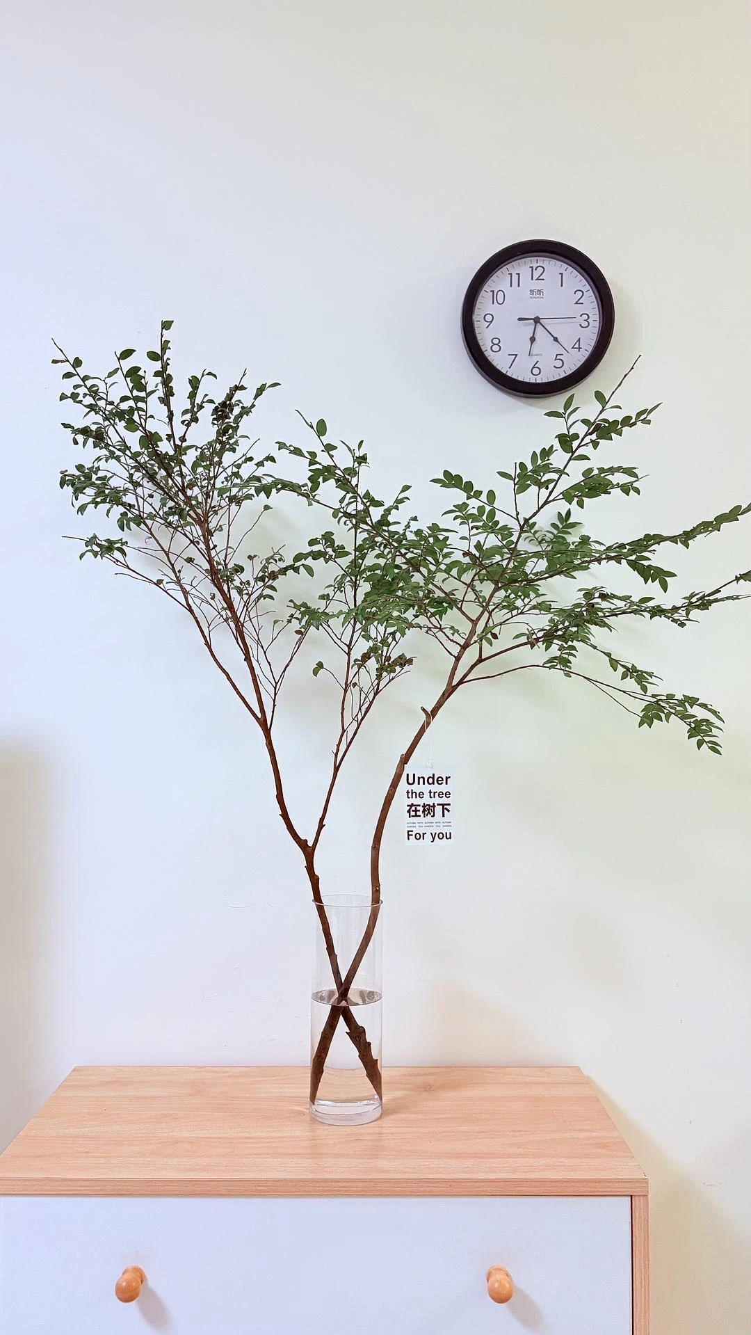 事实证明，美男树比马醉木好养活。左边那颗快要变成 - 图1
