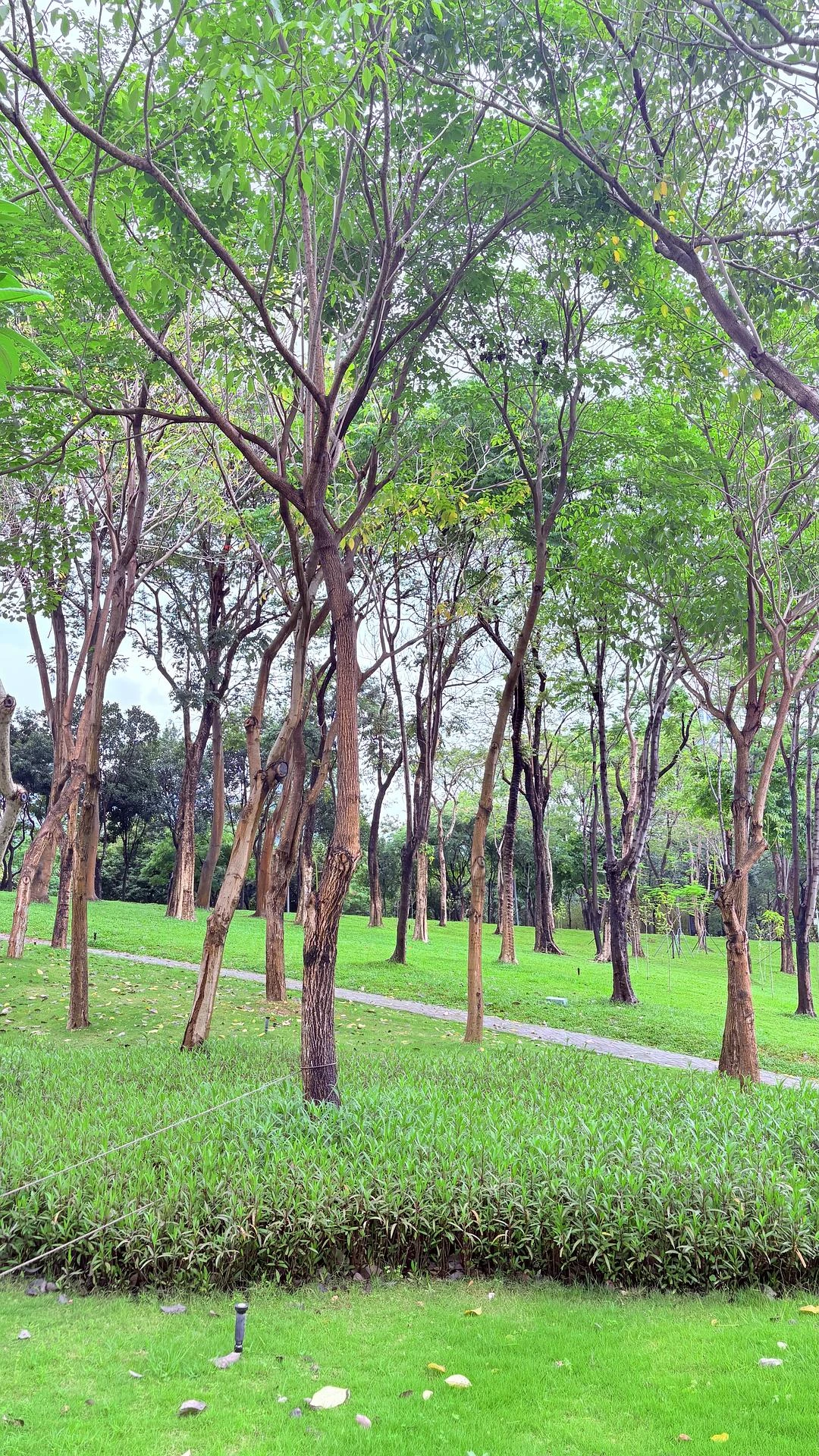 在CBD吃完中饭，感受一下打工人的20分钟公园效 - 图1
