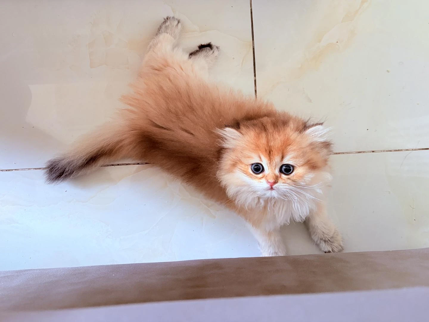 我想养一只猫了 - 图1