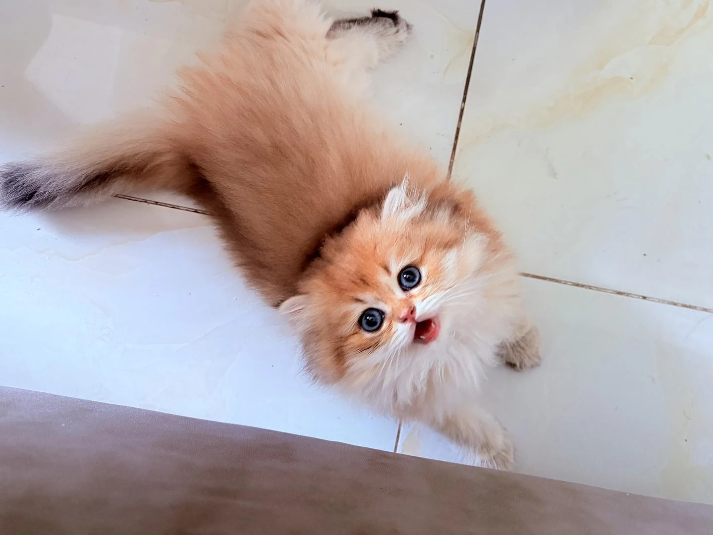 我想养一只猫了 - 图2