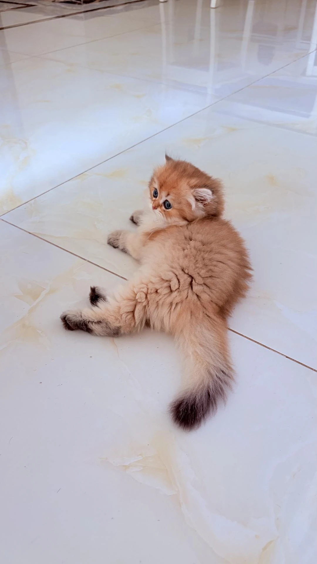 我想养一只猫了 - 图3