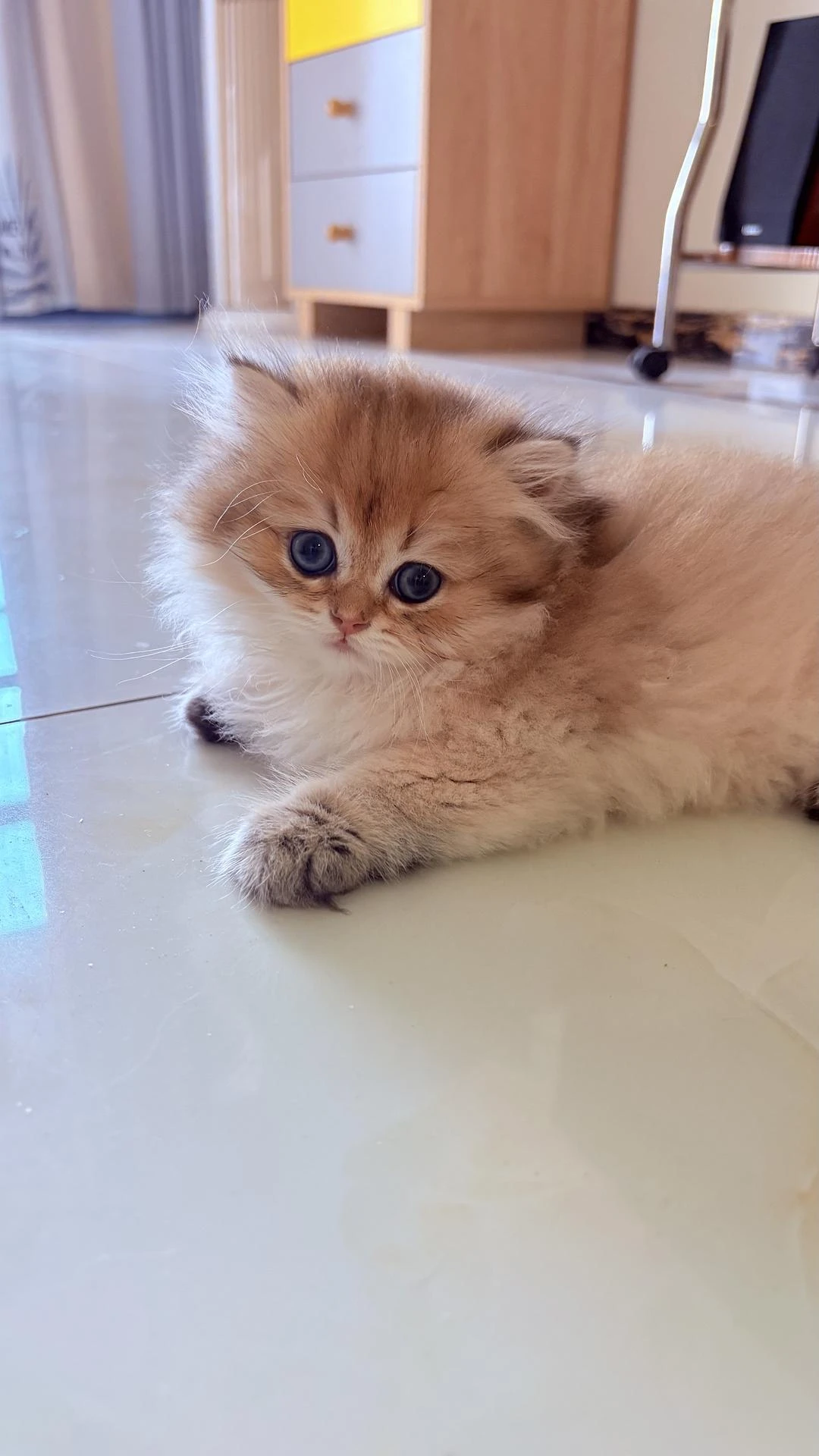 我想养一只猫了 - 图4