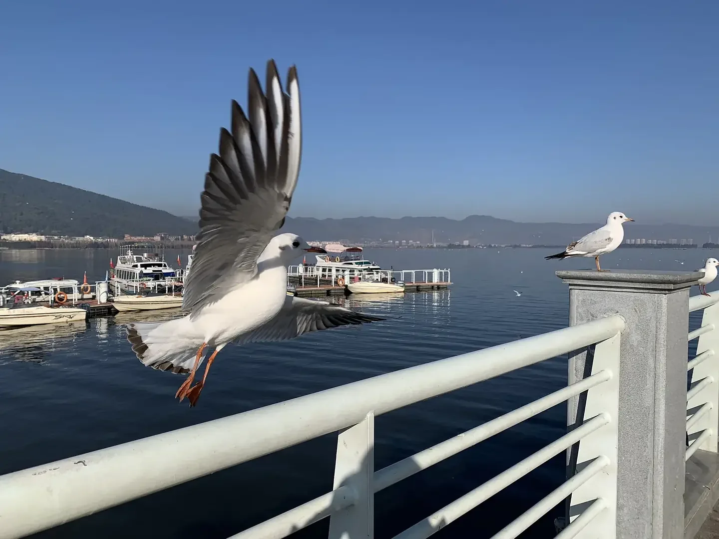 滇池边的红嘴海鸥